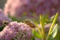 Butterfly and a clover flower in the rays of the sun Royalty Free Stock Photo