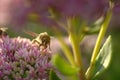 Butterfly and a clover flower in the rays of the sun Royalty Free Stock Photo