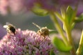 Butterfly and a clover flower in the rays of the sun Royalty Free Stock Photo