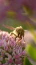 Butterfly and a clover flower in the rays of the sun Royalty Free Stock Photo