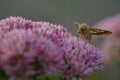 Butterfly and a clover flower in the shade Royalty Free Stock Photo