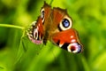 Butterfly on clover