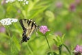 Butterfly on Clover