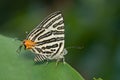 A butterfly, Club Silverline Royalty Free Stock Photo