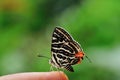 Butterfly (Club Silverline) on finger Royalty Free Stock Photo