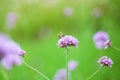 Bee on purple verbena collecting pollen,Spring flower background