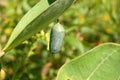 Butterfly cocoon Royalty Free Stock Photo