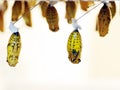 Butterfly cocoons Royalty Free Stock Photo