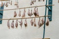 Butterfly cocoons displayed at Butterfly House at Mainau island Royalty Free Stock Photo