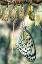 Butterfly and cocoons Royalty Free Stock Photo