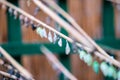 Butterfly cocoons. Selective focus.Closeup.Entomoculture, breeding and keeping insects, tropical insect specie