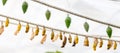 butterfly cocoons on a stick Royalty Free Stock Photo