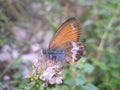Butterfly `Coenonympha arcania L.` Royalty Free Stock Photo