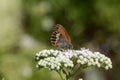 The butterfly (Coenonympha arcania) sitting on a flower close-up Royalty Free Stock Photo