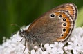 Butterfly Coenonympha leander Royalty Free Stock Photo