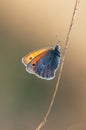 butterfly Coenonympha pamphilus sits on a blade of grass in the meadow