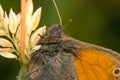 Butterfly Coenonympha Pamphilus sitting on a blade of grass