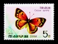 Butterfly (Colias aurora), serie, circa 1977