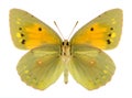 Butterfly Colias aurorina (female) (underside)