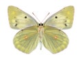 Butterfly Colias aurorina (female) (underside)