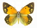 Butterfly Colias aurorina (female)