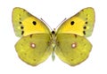 Butterfly Colias crocea (female) (underside) Royalty Free Stock Photo