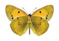 Butterfly Colias crocea (male) (underside)