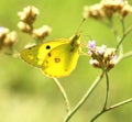 Butterfly (Colias erate) Royalty Free Stock Photo