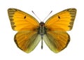 Butterfly Colias heos (male)