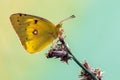 A butterfly Colias hyale on awaits dawn