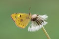 A butterfly Colias hyale on a dandelion flower on a summer day