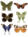 Butterfly collection 1 Royalty Free Stock Photo