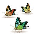 Butterfly collection Royalty Free Stock Photo