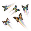 Butterfly Collection