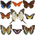 Butterfly Collection