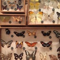 Butterfly collection museum