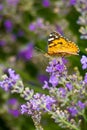 Butterfly collects fresh and fragrant honey from lav ender flowers. Royalty Free Stock Photo