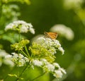 Butterfly Royalty Free Stock Photo