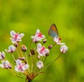 Butterfly Royalty Free Stock Photo