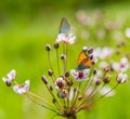 Butterfly Royalty Free Stock Photo