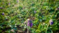 Butterfly collects nectar on a meadow purple flower