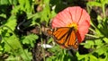 A butterfly collects nectar on a red poppy flower. Royalty Free Stock Photo