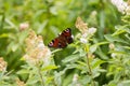 Butterfly collects pollen Royalty Free Stock Photo