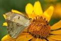 Butterfly on colorful flower Royalty Free Stock Photo