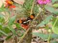 Butterfly, colorful perched with wings outstretched in a garden, Royalty Free Stock Photo