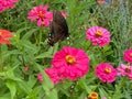 Butterfly and Colorful Pretty Zinnia Flowers in the Garden Royalty Free Stock Photo