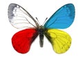 Butterfly with the colors of the national flags of Ukraine and Poland. Symbolic sign of Poland help and support to Ukraine