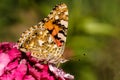 Butterfly Royalty Free Stock Photo