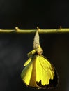 Butterfly coming out its cocoon Royalty Free Stock Photo