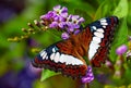 Butterfly Commander or Moduza procris on flower pigeon berry